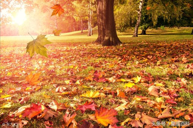 秋高气爽是什么生肖，关于秋高气爽的词语（喜上枝头的3生肖）