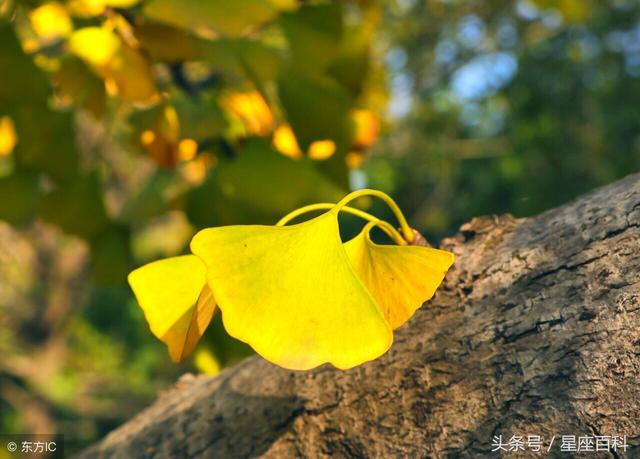 秋高气爽是什么生肖，关于秋高气爽的词语（喜上枝头的3生肖）