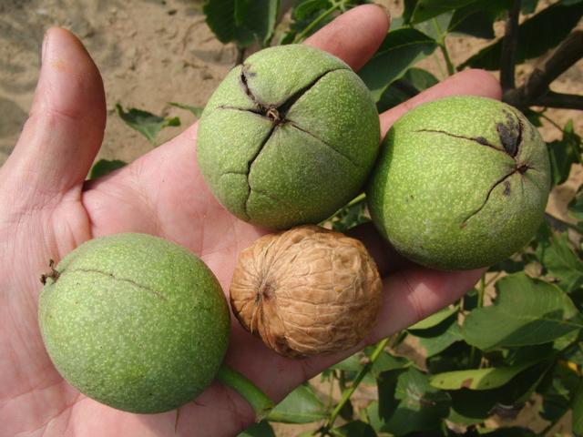 核桃青皮功效与作用，不成想青皮核桃更好