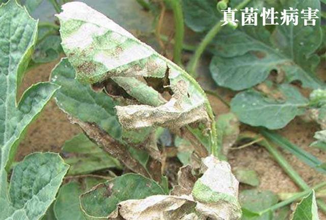真菌和细菌有啥区别，细菌菌落和真菌菌落的区别是什么（真菌性病害和细菌性病害如何区分）