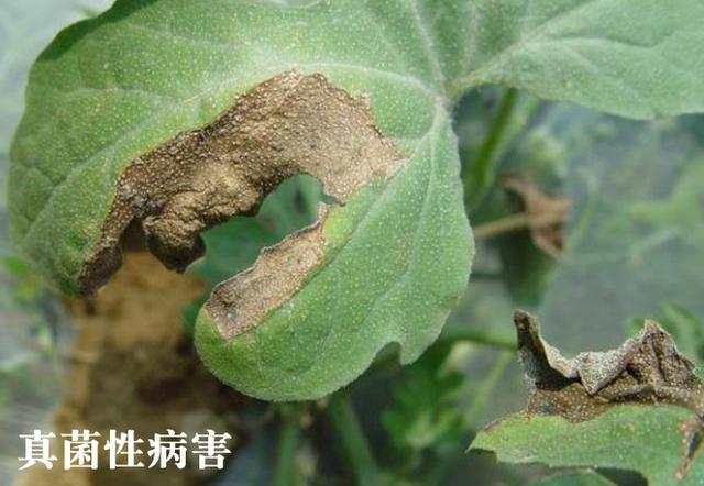 真菌和细菌有啥区别，细菌菌落和真菌菌落的区别是什么（真菌性病害和细菌性病害如何区分）
