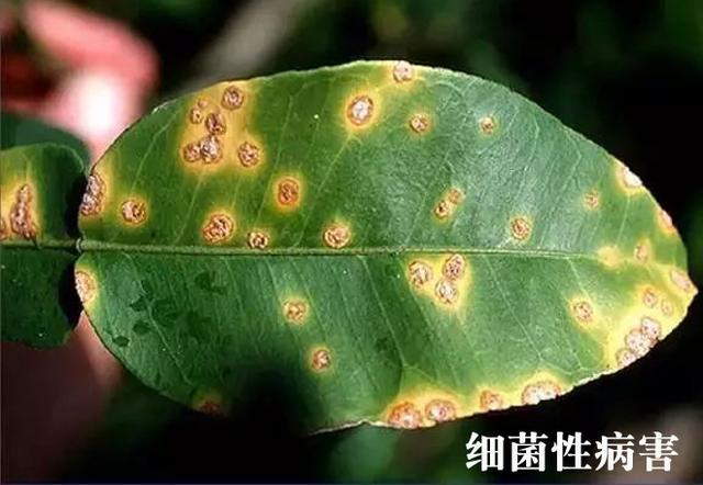 真菌和细菌有啥区别，细菌菌落和真菌菌落的区别是什么（真菌性病害和细菌性病害如何区分）