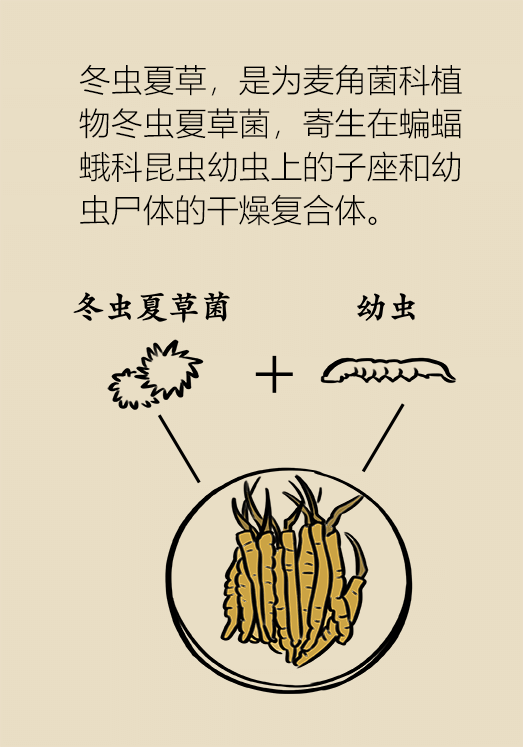 科普,骗人小大夫漫画冬虫夏草,冬虫的神多久补肾,夏草中药重金属中毒