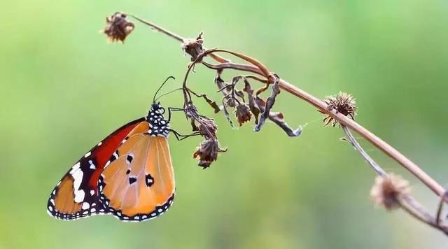 长方形的对角线怎么算，直角三角形斜边怎么算（快来试试对角线构图）
