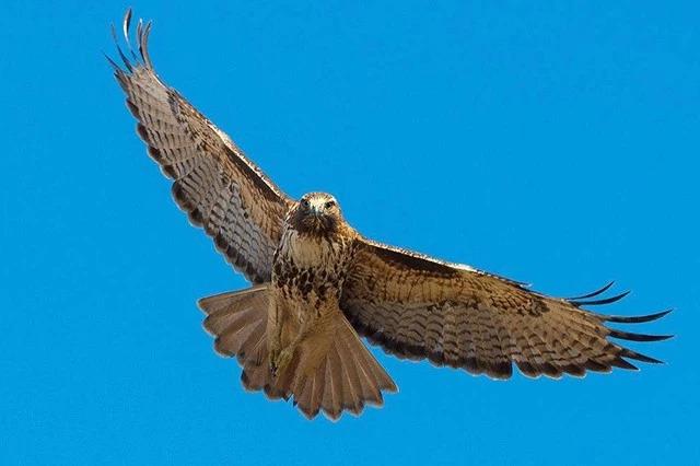 长方形的对角线怎么算，直角三角形斜边怎么算（快来试试对角线构图）