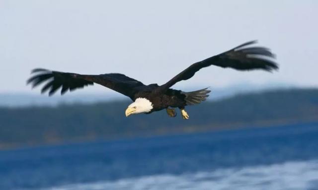 长方形的对角线怎么算，直角三角形斜边怎么算（快来试试对角线构图）