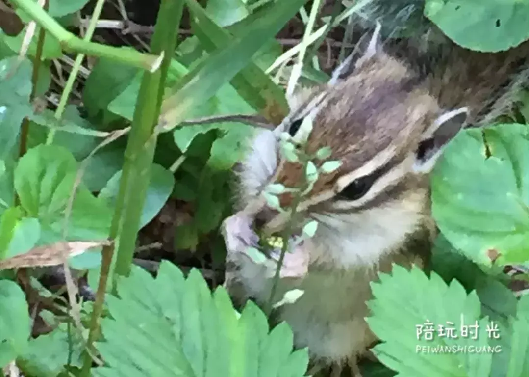 长白山在哪个城市，长白山属于哪个省份哪个市（一起去吉林省的长白山看一看吧）