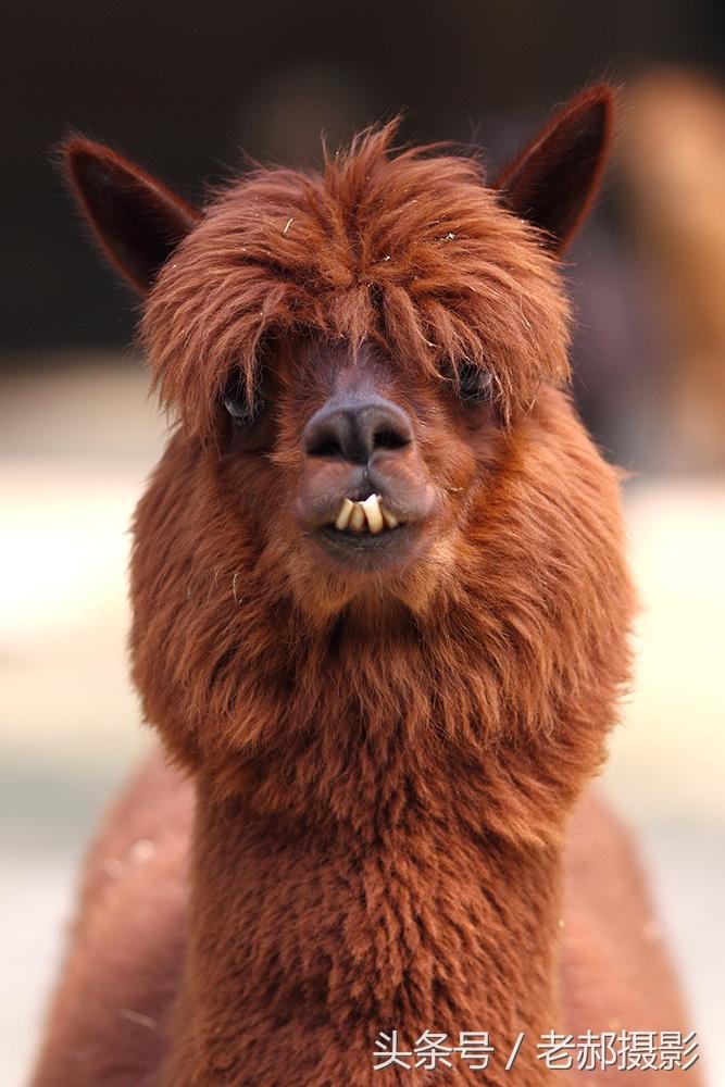 草泥马是什么，草泥马是一种什么动物（十大神兽之草泥马）