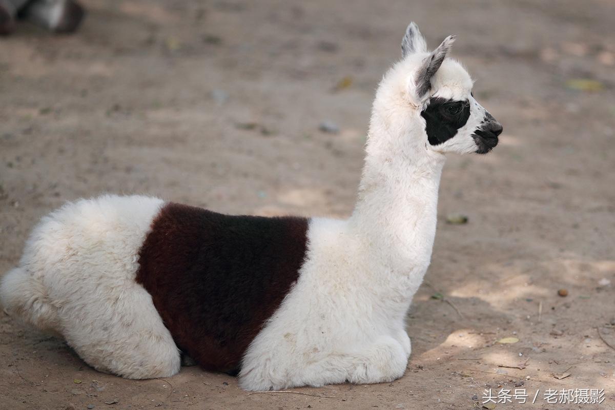 草泥马是什么，草泥马是一种什么动物（十大神兽之草泥马）