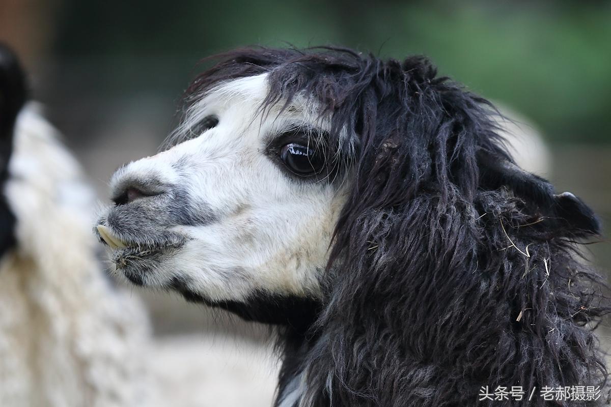 草泥馬是什麼,草泥馬是一種什麼動物(十大神獸之草泥馬)