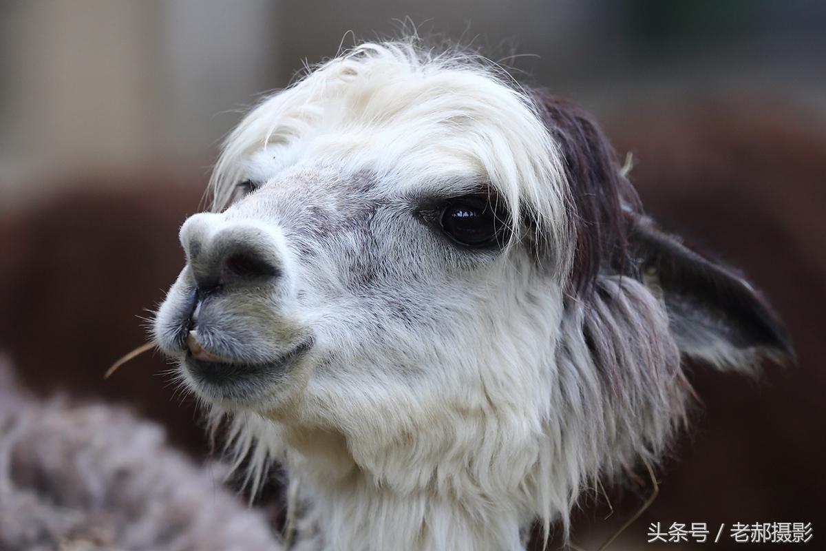 草泥馬是什麼,草泥馬是一種什麼動物(十大神獸之草泥馬)