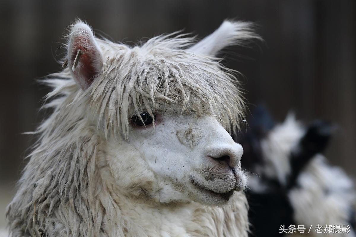 草泥马是什么，草泥马是一种什么动物（十大神兽之草泥马）