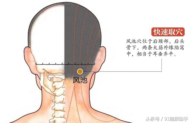 风池风府的准确位置图，风池风府的准确位置图片及作用（感冒、头痛头晕、中风、颈项强痛、落枕失眠按风池穴）