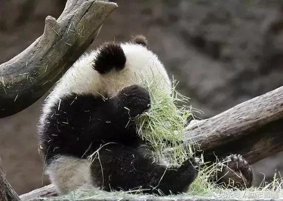 英国的国宝是什么动物，英国的国宝是什么动物英文（英国的国宝图片）