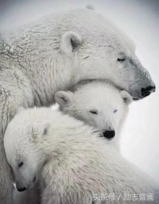 英国的国宝是什么动物，英国的国宝是什么动物英文（英国的国宝图片）