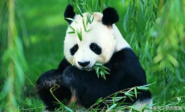 中国国宝动物排名图片