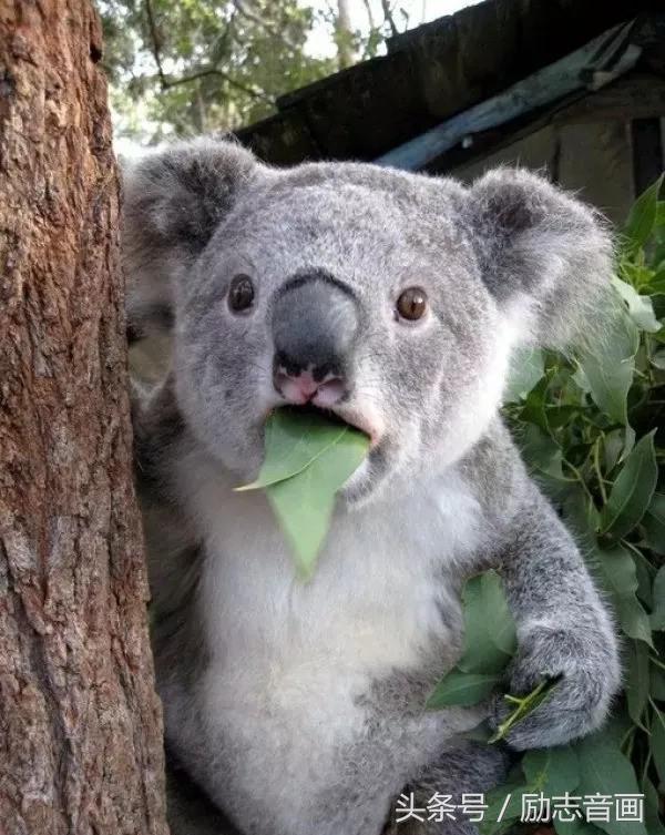 英国的国宝是什么动物，英国的国宝是什么动物英文（英国的国宝图片）