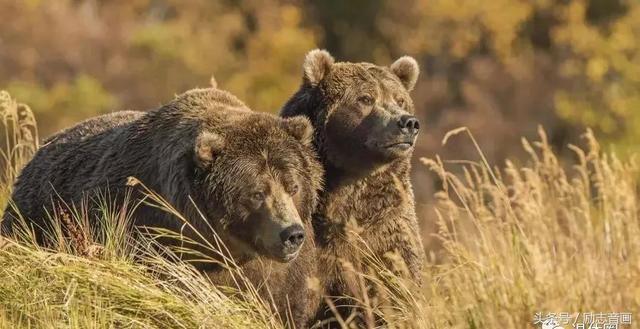 英国的国宝是什么动物，英国的国宝是什么动物英文（英国的国宝图片）
