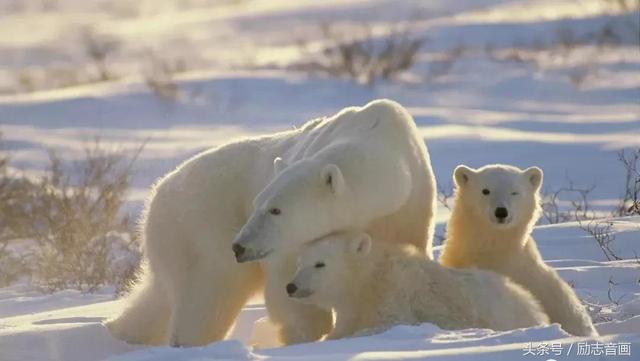 英国的国宝是什么动物，英国的国宝是什么动物英文（英国的国宝图片）