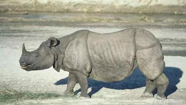 英国的国宝是什么动物，英国的国宝是什么动物英文（英国的国宝图片）