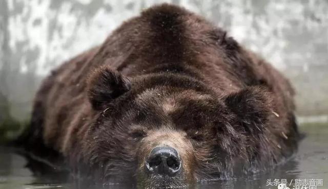 英国的国宝是什么动物，英国的国宝是什么动物英文（英国的国宝图片）