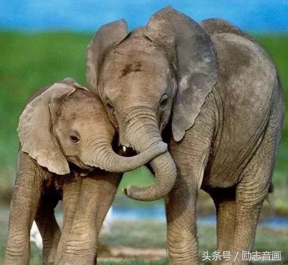 英国的国宝是什么动物，英国的国宝是什么动物英文（英国的国宝图片）