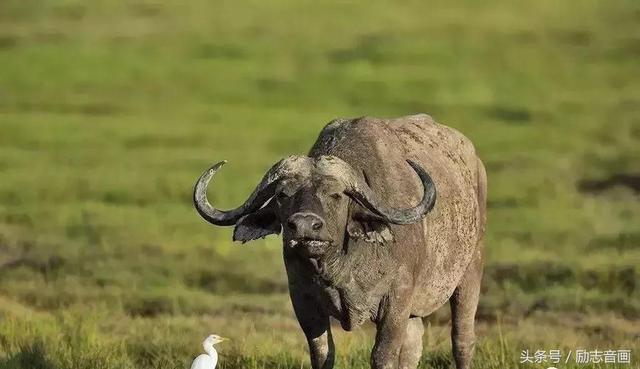 英国的国宝是什么动物，英国的国宝是什么动物英文（英国的国宝图片）