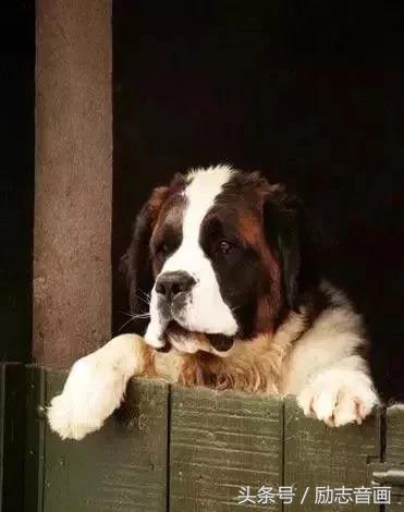 英国的国宝是什么动物，英国的国宝是什么动物英文（英国的国宝图片）