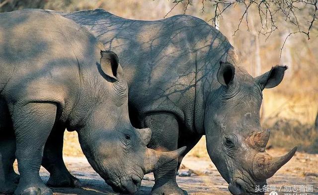 英国的国宝是什么动物，英国的国宝是什么动物英文（英国的国宝图片）