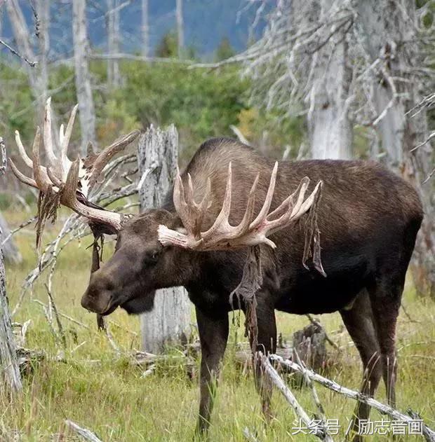 英国的国宝是什么动物，英国的国宝是什么动物英文（英国的国宝图片）