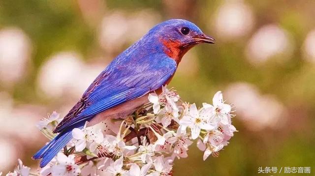 英国的国宝是什么动物，英国的国宝是什么动物英文（英国的国宝图片）