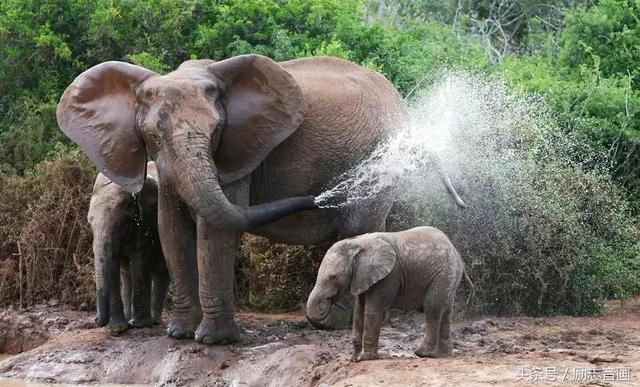 英国的国宝是什么动物，英国的国宝是什么动物英文（英国的国宝图片）