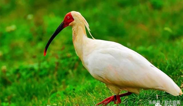 英国的国宝是什么动物，英国的国宝是什么动物英文（英国的国宝图片）