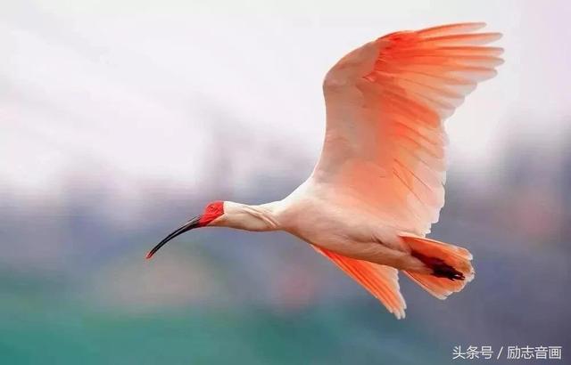 英国的国宝是什么动物，英国的国宝是什么动物英文（英国的国宝图片）