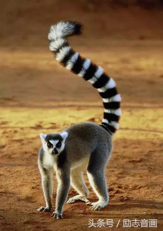 英国的国宝是什么动物，英国的国宝是什么动物英文（英国的国宝图片）