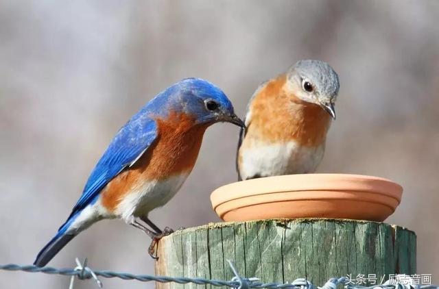 英国的国宝是什么动物，英国的国宝是什么动物英文（英国的国宝图片）