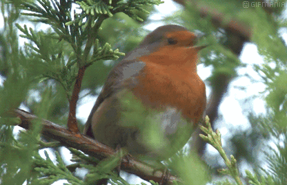 英国的国宝是什么动物，英国的国宝是什么动物英文（英国的国宝图片）