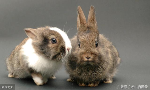 关于饺子的俗语，关于饺子的俗语有哪些（“好吃不过饺子……”）