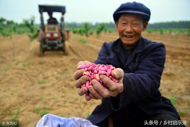 关于饺子的俗语，关于饺子的俗语有哪些（“好吃不过饺子……”）