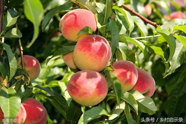 关于饺子的俗语，关于饺子的俗语有哪些（“好吃不过饺子……”）