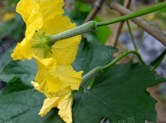 香絲瓜與本地絲瓜有什麼區別,香絲瓜和長絲瓜的區別(這絲瓜種植毛收入