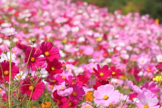 格桑花歌的简介，格桑花歌词（18首“格桑花”之歌）