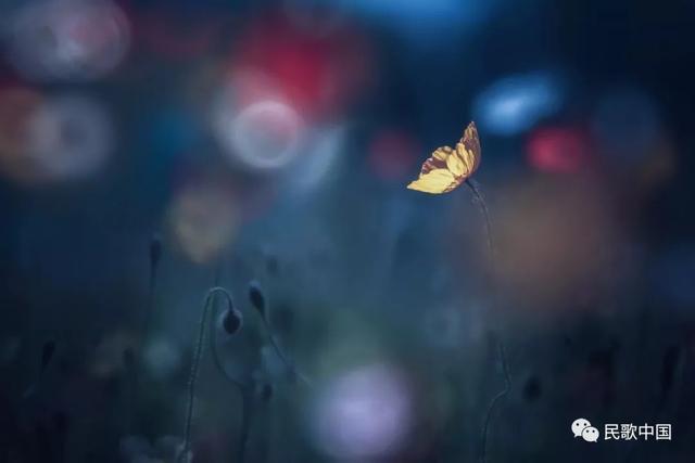 格桑花歌的简介，格桑花歌词（18首“格桑花”之歌）