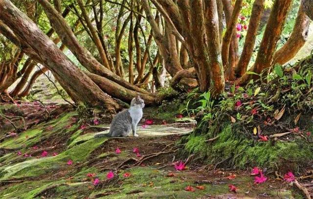 百合对猫有毒吗，哪几种花对猫咪有毒吗（猫咪不能接触的七种毒花）