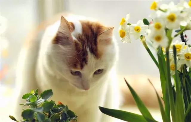 百合对猫有毒吗，哪几种花对猫咪有毒吗（猫咪不能接触的七种毒花）