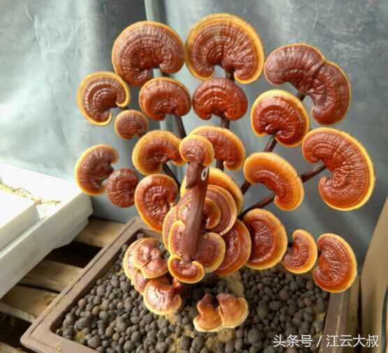 灵芝盆景，灵芝盆景制作方法（小伙一年培育2000多盆）