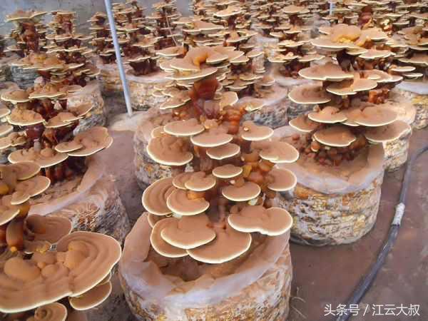 灵芝盆景，灵芝盆景制作方法（小伙一年培育2000多盆）