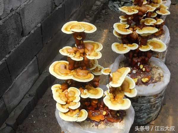 灵芝盆景，灵芝盆景制作方法（小伙一年培育2000多盆）