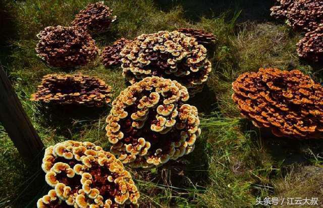 灵芝盆景，灵芝盆景制作方法（小伙一年培育2000多盆）