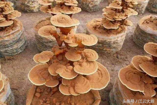 灵芝盆景，灵芝盆景制作方法（小伙一年培育2000多盆）